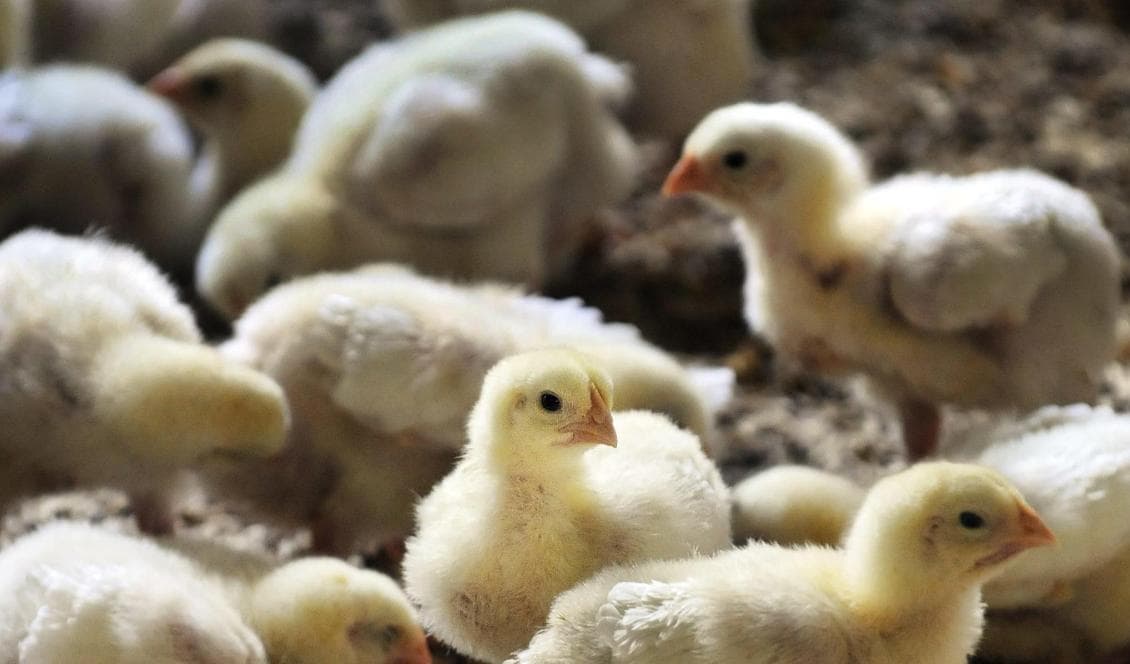 Guldfågeln åtalsanmäls av Livsmedelsverket efter att kycklingar skållats levande. Foto: Lars Pehrson/SvD/TT-arkivbild