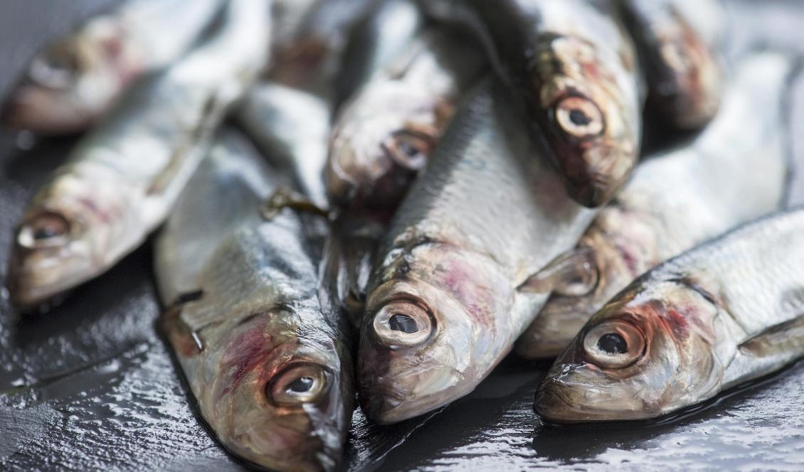 Forskare har hittat ett samband mellan höga PCB-nivåer och för tidig död. Miljögifterna förekommer i bland annat strömming. Foto: Leif R Jansson/TT