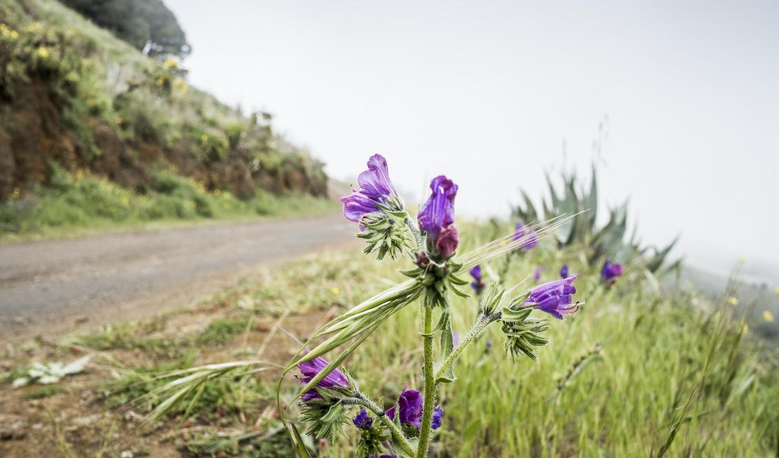 En barndom nära naturen främjar hälsan som vuxen, säger forskare. Foto: Magnus Hjalmarson Neideman/SvD/TT-arkivbild