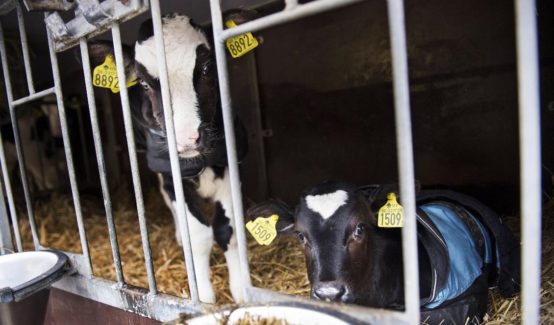 Dyra i drift. Foto: Emil Langvad/TT-arkivbild