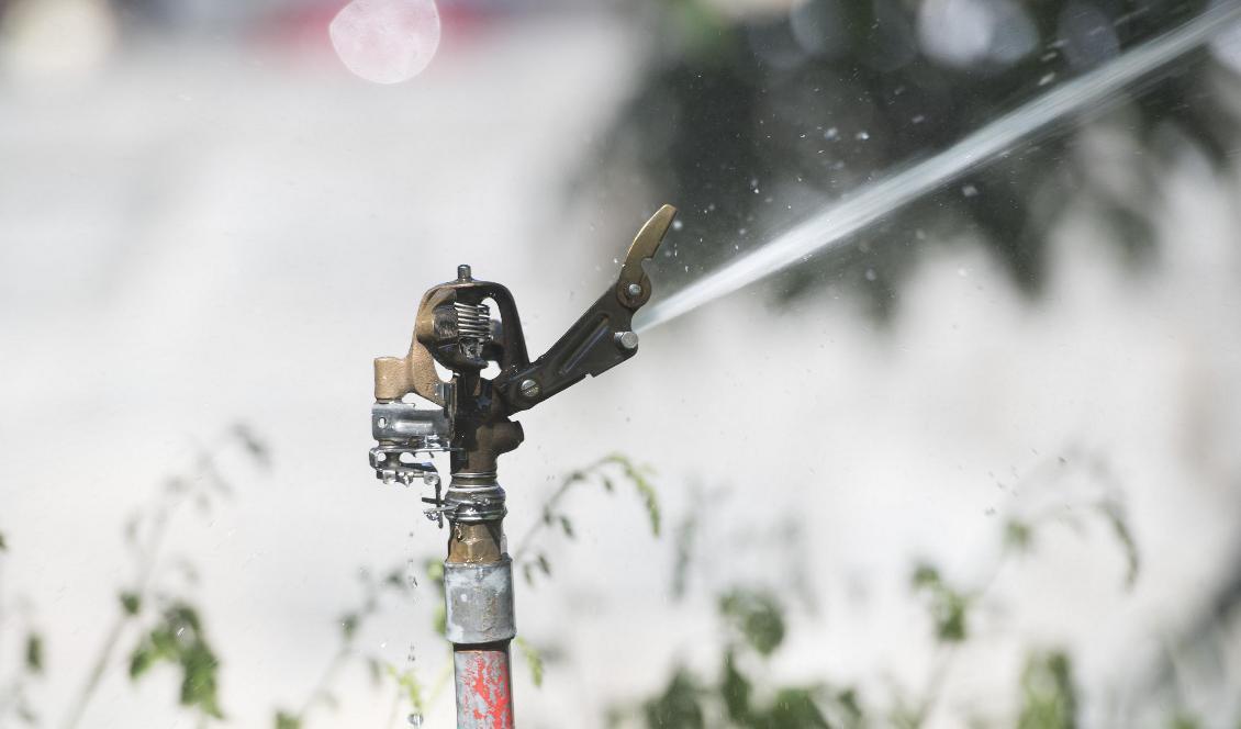 En ny vattenkris kan vänta i sommar. Grundvattennivåerna ser på många håll klart sämre ut än inför förra sommaren. Foto: Fredrik Sandberg/TT-arkivbild