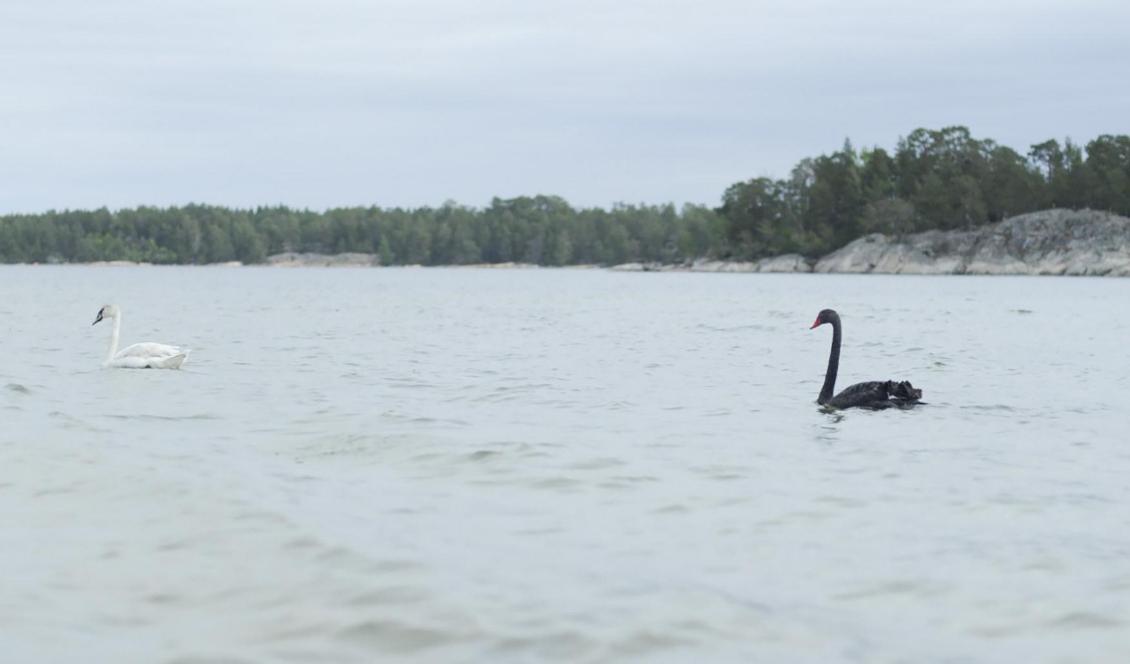 En svart svan har siktats vid Gränsö utanför Västervik. Foto: Johan Olofsson/TT