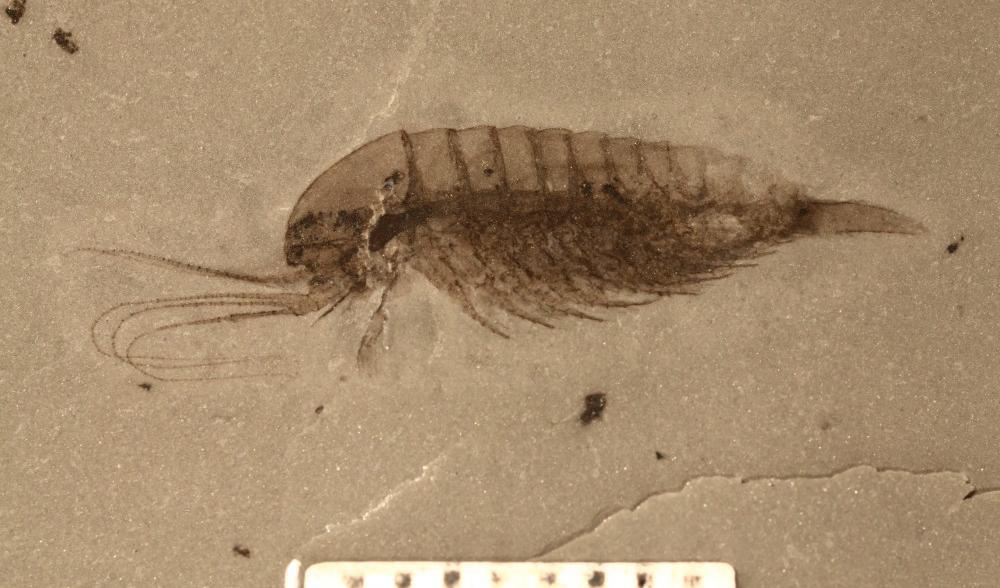 Fossil av Leanchoilia. Foto: X Zhang/Pomona College