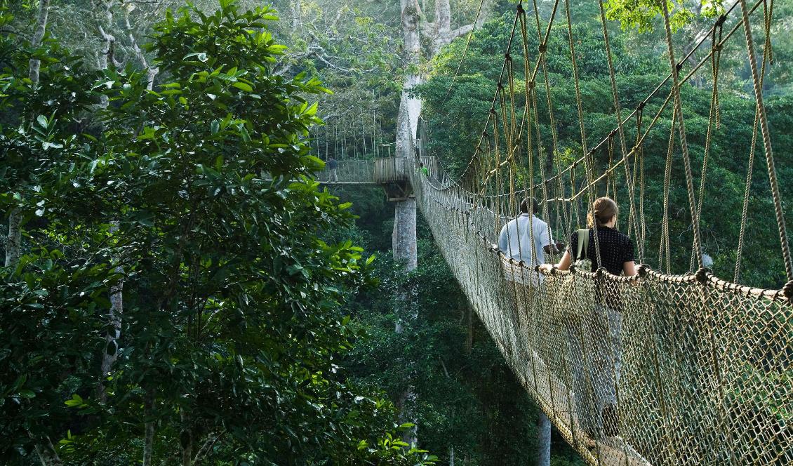 Jorden mäktar med så mycket som 4,4 miljarder hektar skog, vilket är 1,6 miljarder mer än den yta som i dag täcks. Foto: Olivier Asselin/AP/TT