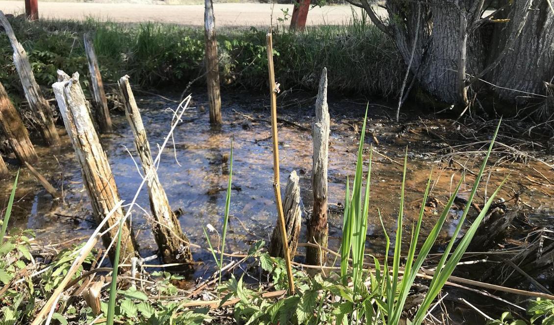 En unik vattengrav i Levänluhta avslöjar att samer bott så här långt söderut i Finland. Foto: Foto: Anna Wessman/Helsingfors universitet/TT