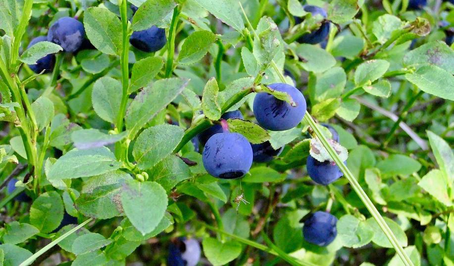 Blåbär är ett av de allra nyttigaste svenska bären, och innehåller antioxidanter, vitaminer och mineraler.