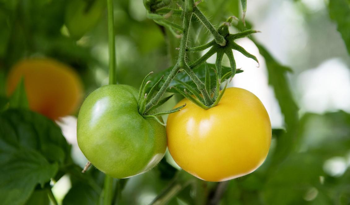 
Tomater – en gröda som kan odlas ekologiskt i växthus. Foto: Jessica Gow/TT-arkivbild                                                