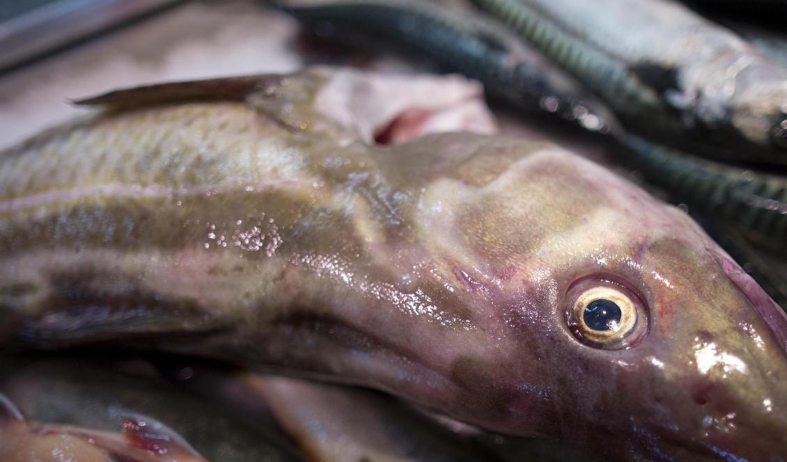 Regeringen vill se fiskestopp på torsk. Foto: Björn Larsson Rosvall/TT-arkivbild