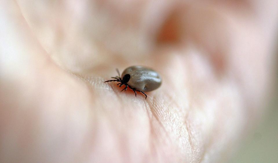 Med sommaren och värmen kommer de små fästingarna som kan bära på såväl borrelia som TBE. Men man kan skydda sig med såväl kläder som oljor.