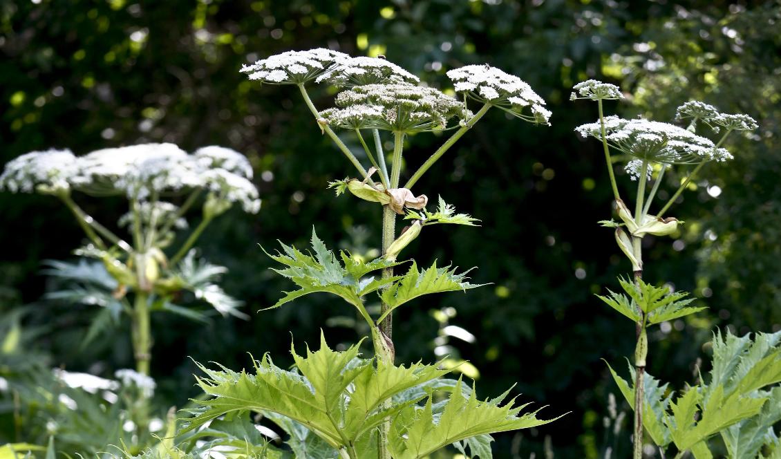 På bilden syns Björnloka som är snarlik Tromsölokan. Foto: Niklas Larsson/TT-arkivbild