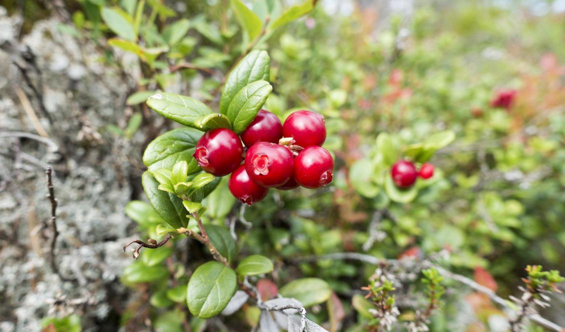 Bärodlare hoppas på en bra säsong, trots att fjolårets extremväder har fått blåbärsplantorna att torka. För lingonen, som hade det tufft i fjol, ser det ut att bli ett riktigt bra år. Foto: Gorm Kallestad-arkivbild