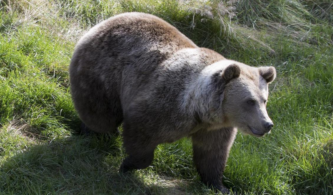 Under årets björnjakt i Västerbottens län får 21 björnar fällas. Foto: Berit Roald/NTB scanpix/TT-rkivbild