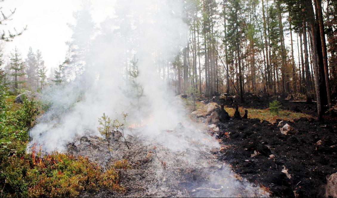Pyrande rök vid skogsbrand i Ljusdals kommun förra sommaren. Foto: TT-arkivbild