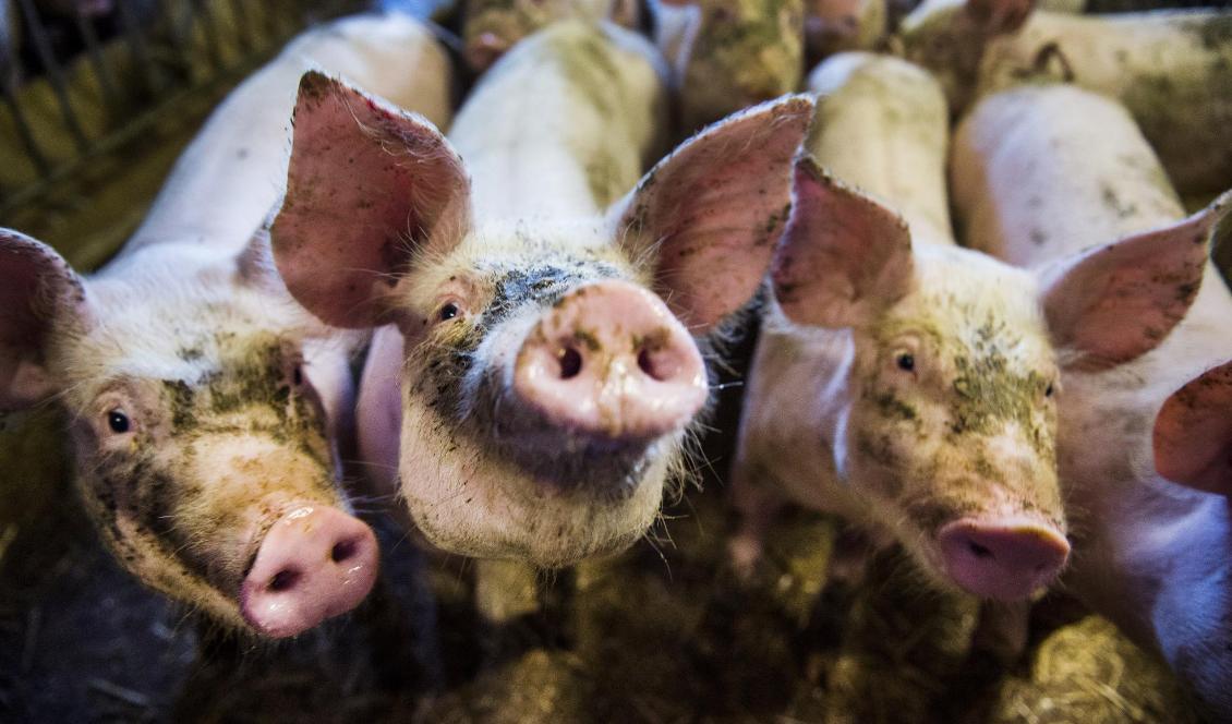 
Den EU-finansierade kampanjen "Gilla gris" riktas mot unga skandinaver med syfte att få dem att äta mer fläskkött. Foto: Emil Langvad/TT-arkivbild                                                