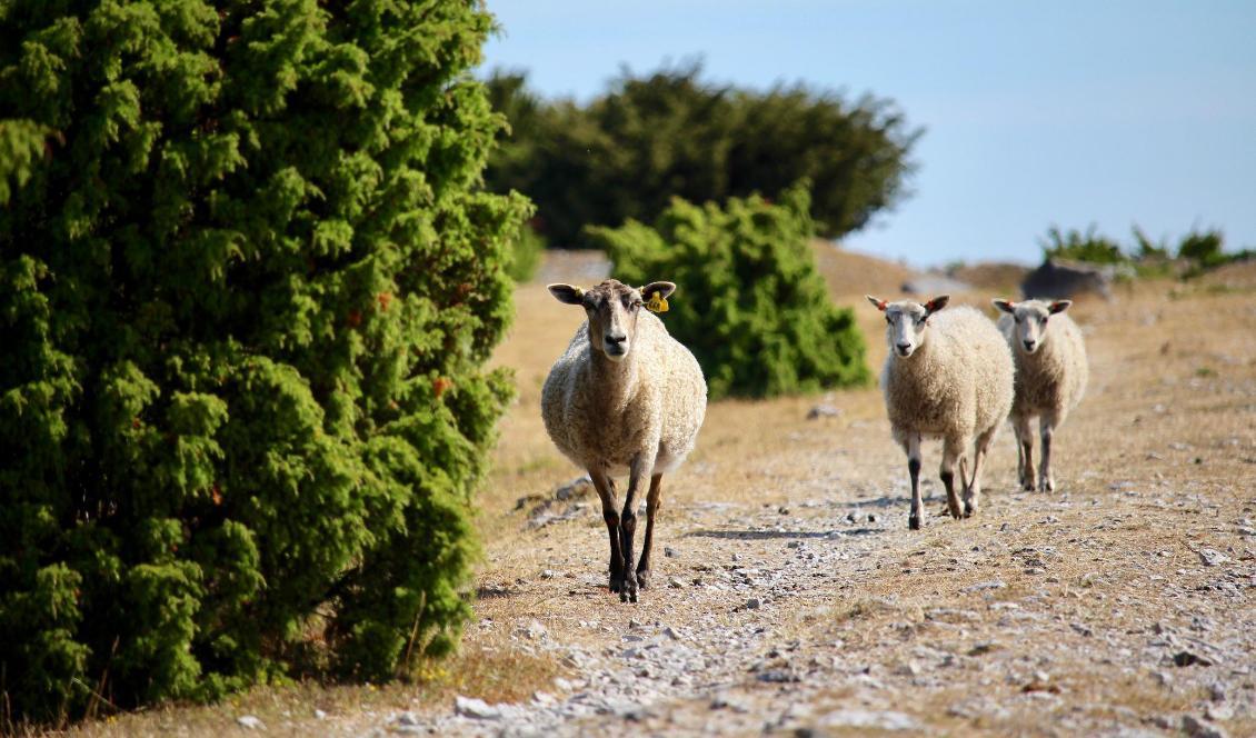 En kvinna som driver småbruk i Vetlanda har blivit av med 13 får. Foto: Susanne W Lamm/Epoch Times-arkivbild