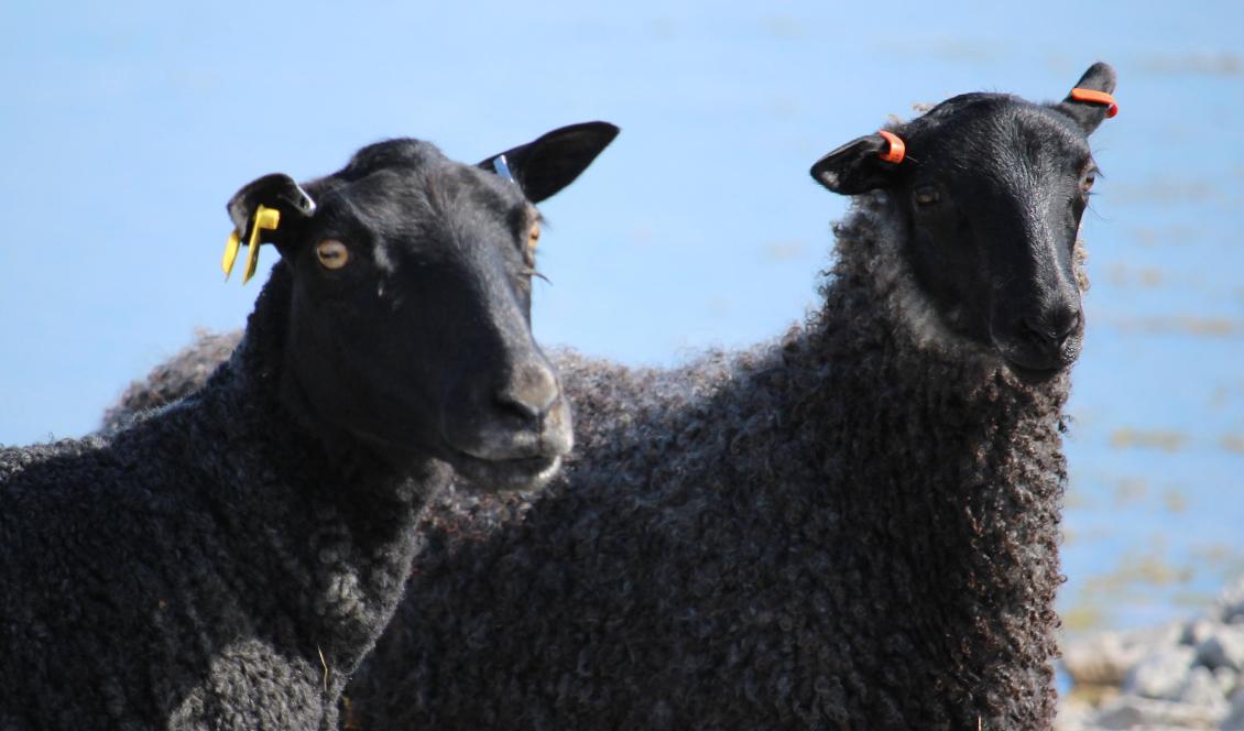 Avhuggna fårhuvuden hittades vid ett naturreservat i Olofström. Foto: Epoch Times-arkivbild