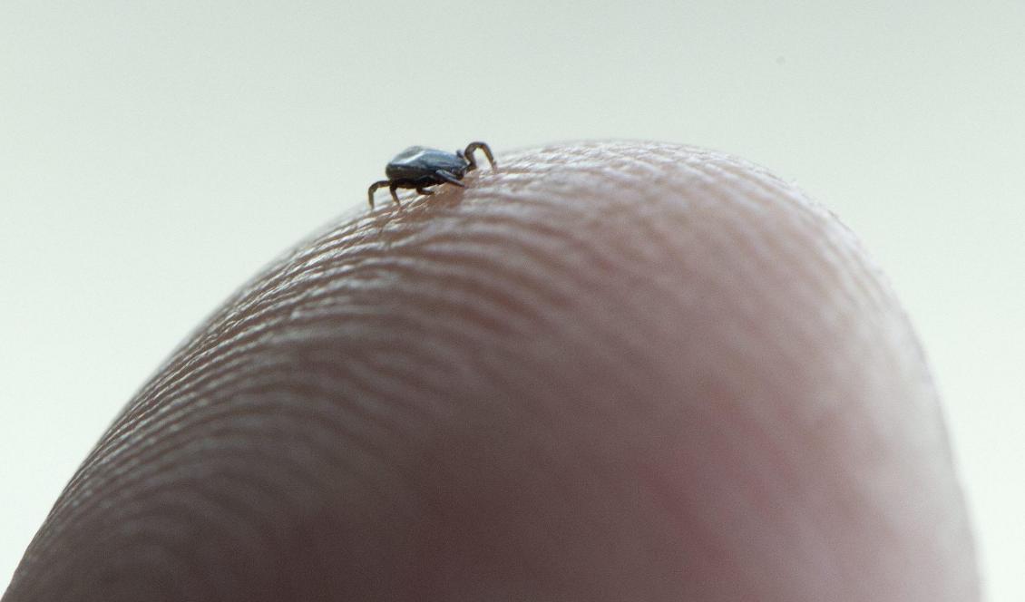 Harpest kan spridas genom insektsbett som fästingsbett eller myggbett. Foto: Fredrik Sandberg/TT-arkivbild