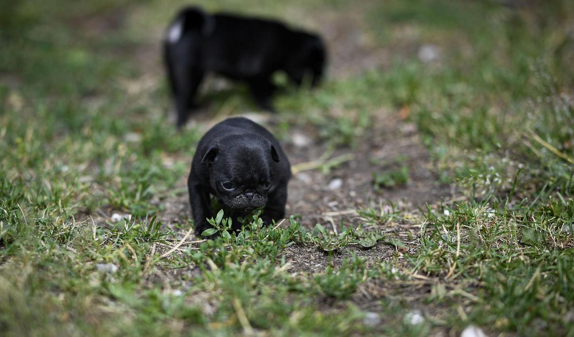 Flertalet av de hundar som smittats och som kommit in till veterinär för behandling blir friska. Foto: Pontus Lundahl/TT-arkivbild