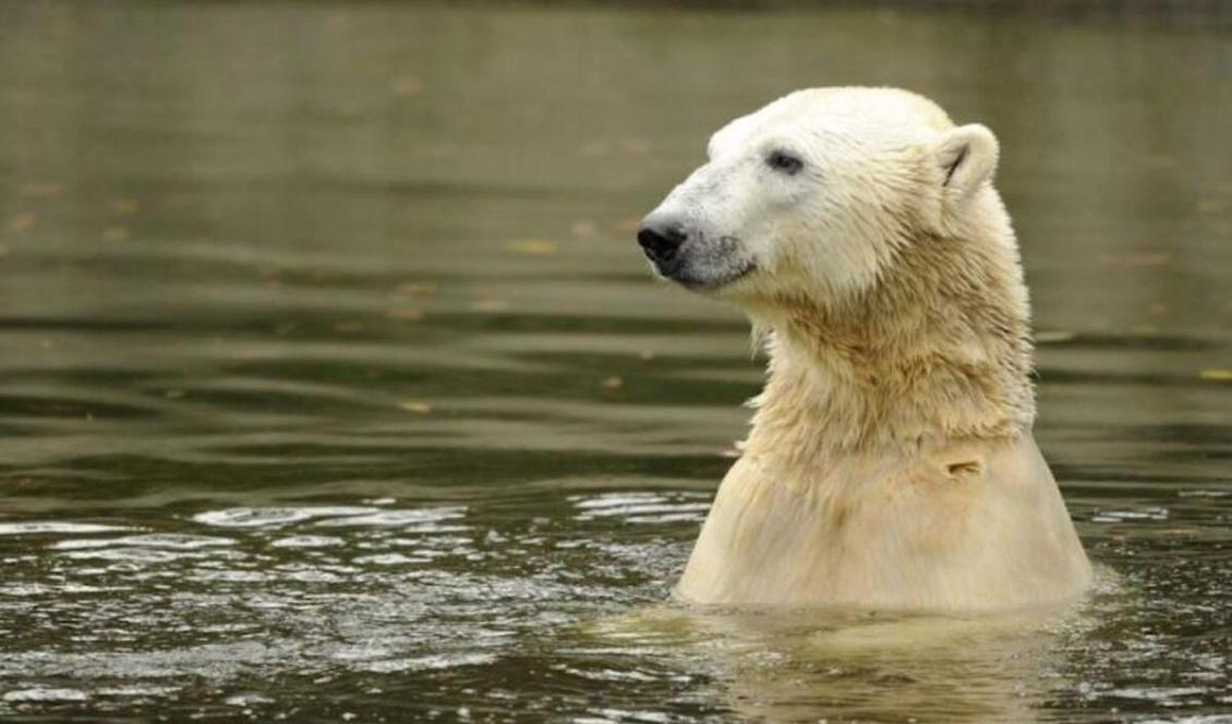 Isbjörnen Knut simmar i en bassäng i Berlins djurpark Tierpark berlin, den 19 oktober 2010. Foto: Odd Andersen/AFP/Getty Images