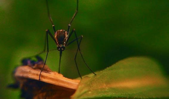 


Det finns många naturliga sätt att slippa invaderas av obehagliga insekter. Foto: Jazeel Jaz                                                                                                                                                