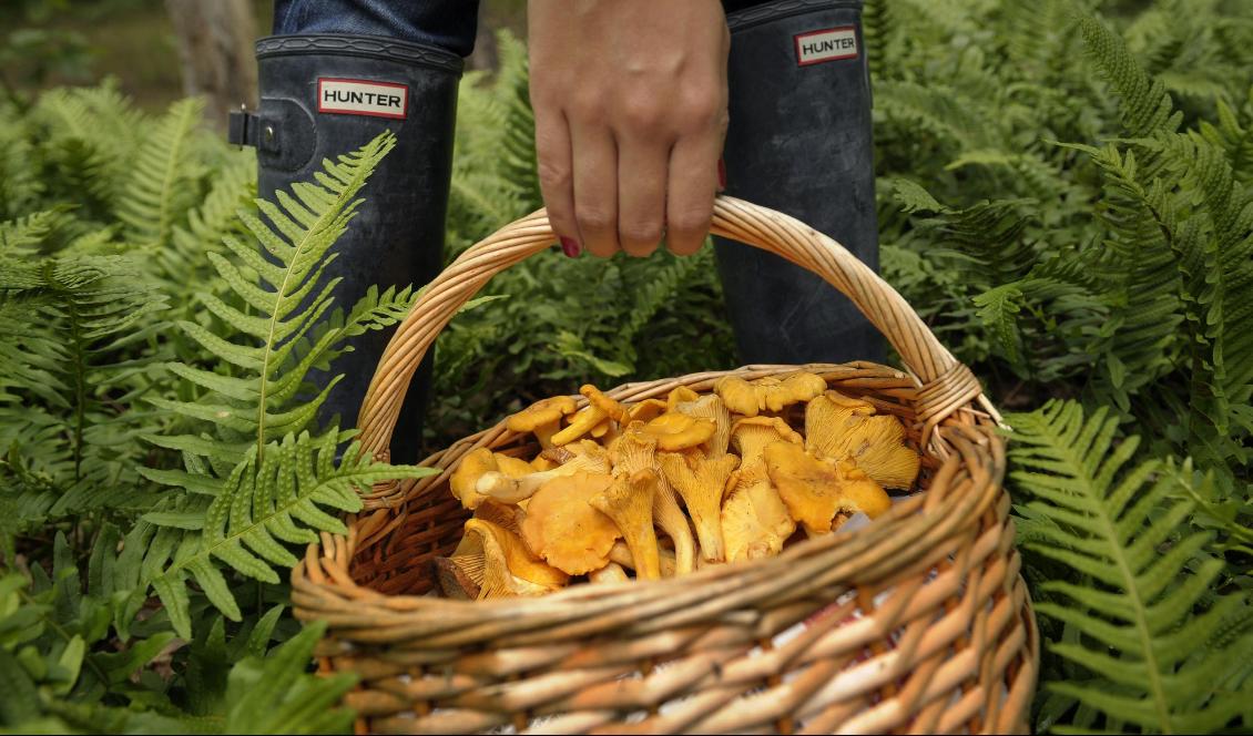 Det är gott om gula kantareller på många håll i landet. Foto: Fredrik Sandberg/TT-arkivbild