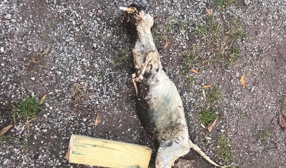 En bränd katt har hittats döds i Stockholm. Foto: Skärmpdump/Facebook