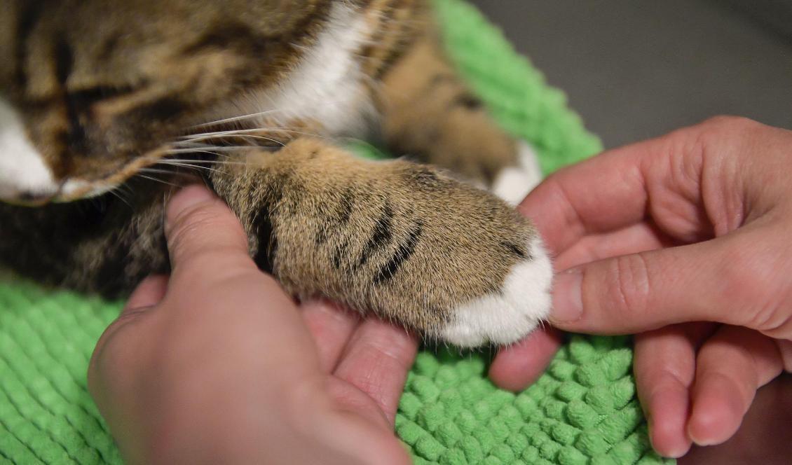 Två katter är döda och flera är mystiskt försvunna på Hisingen i Göteborg. Foto: Jonas Ekströmer/TT-arkivbild