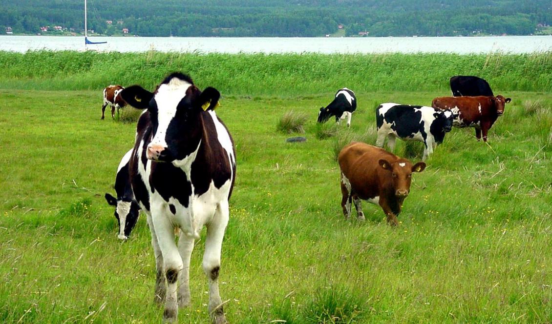 Det finns över en halv miljon kor i Sverige. Den kotätaste kommunen är Borgholm på norra Öland. Foto: Stefan Gustavsson/SvD/TT-arkivbild