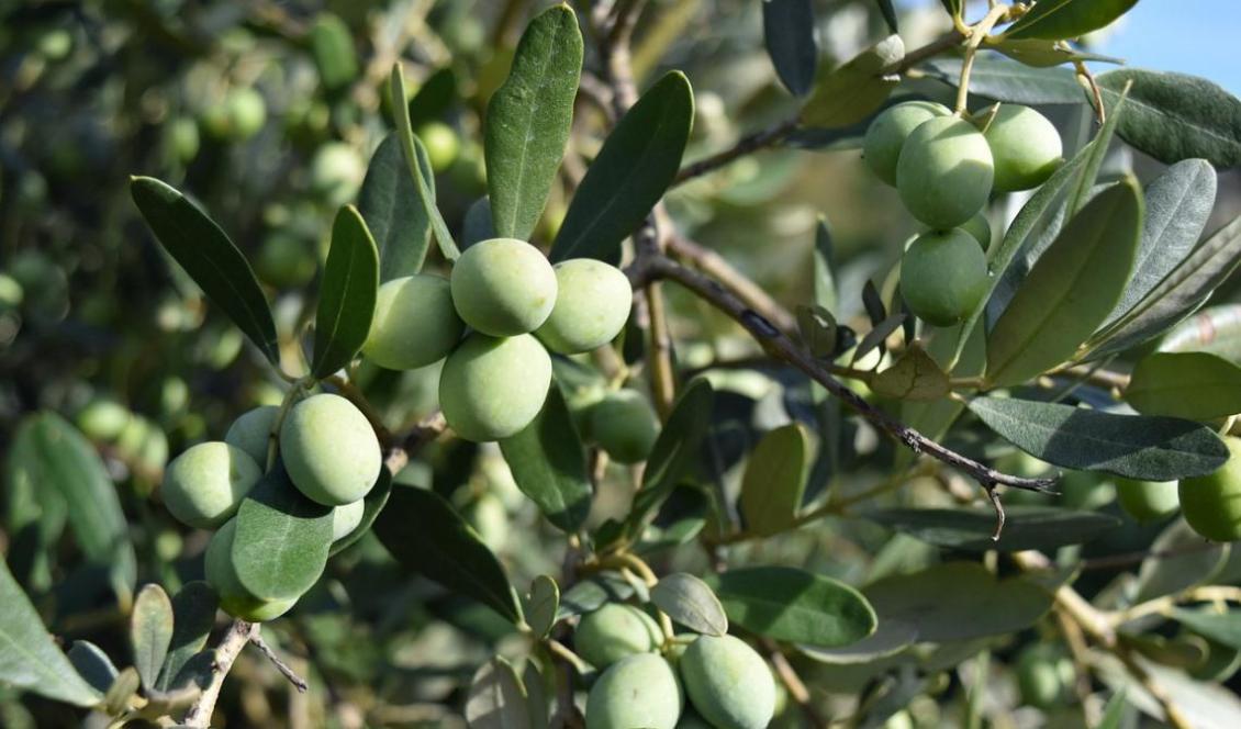 Foto: Marco Centenaro