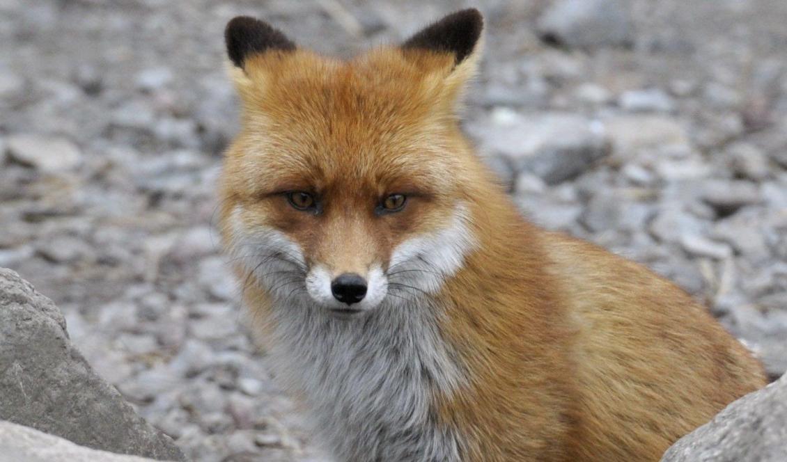 En räv kom på okänt sätt in i en matbutik i västgötska Skene. Sedan bet den en person i skon. Foto: Leif R Jansson/TT-arkivbild