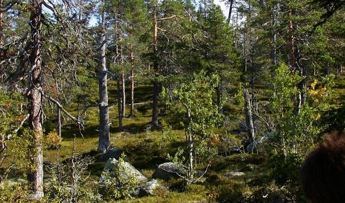 Skyddade skogar sköts inte om, eftersom Skogsstyrelsen saknar pengar. Här ses en jämtländsk skog med urskogskaraktär. Foto: Georg Eriksson/TT-arkivbild