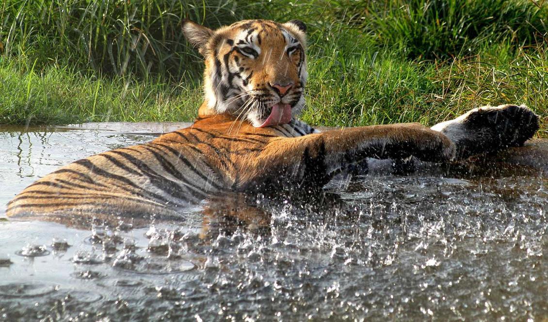 Antalet tigrar i Indien har blivit fler. Foto: Prakash Hatvalne/AP/TT-arkivbild