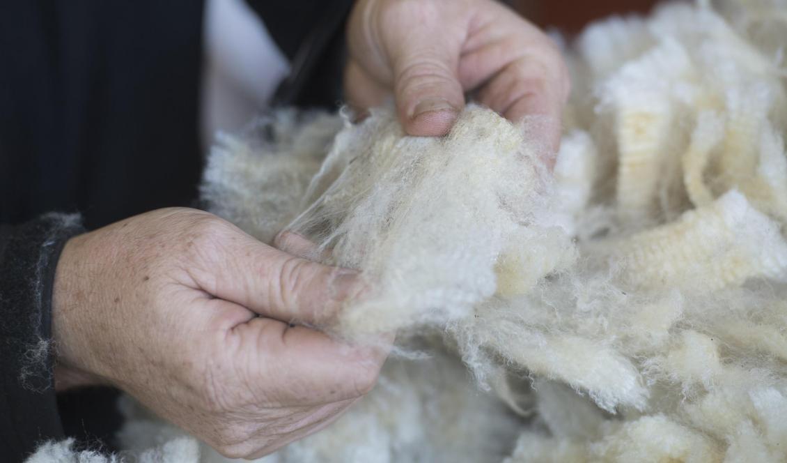 Ullen har varit en biprodukt för många svenska fårbönder. Det mesta kastas bort, samtidigt som Sverige importerar ull för miljoner. Men nu börjar svenska klädmärken få upp ögonen för den inhemska ullen. Foto: Fredrik Sandberg/TT-arkivbild