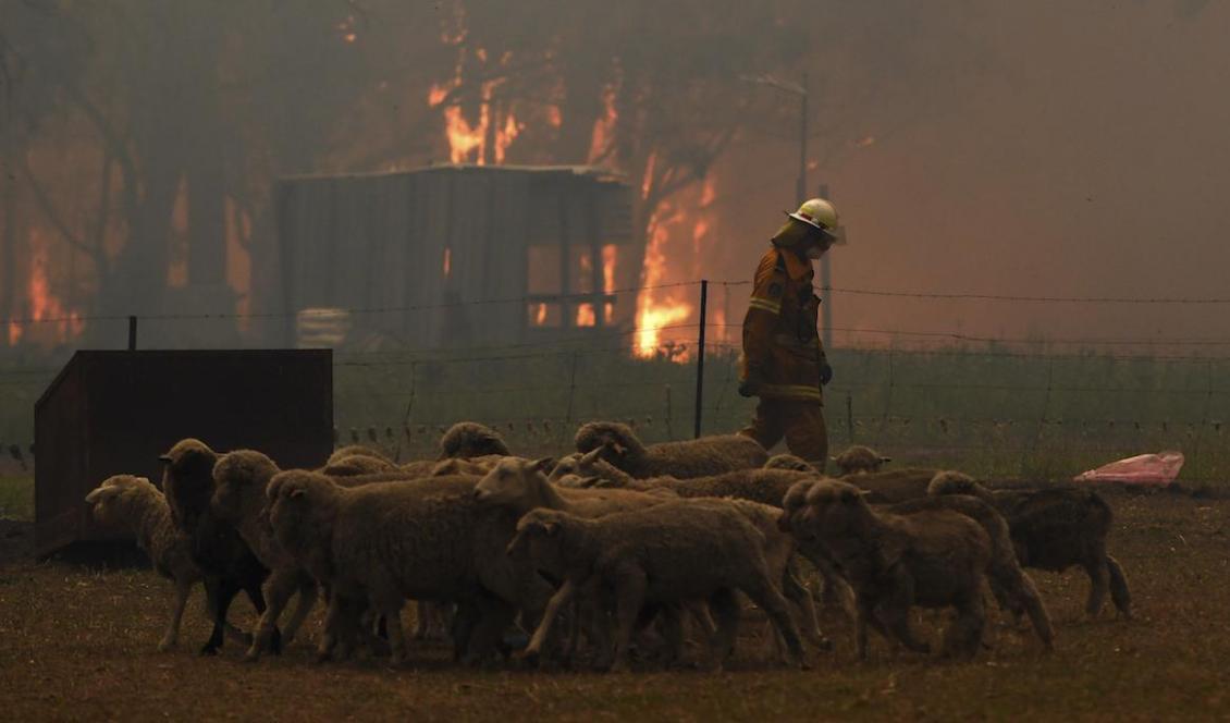 Green Wattle Creek-branden i närheten av samhället Tahmoor, cirka sju mil sydväst om New South Wales delstatshuvudstad Sydney. Bild från i torsdags. Foto: Dean Lewins/AP/TT