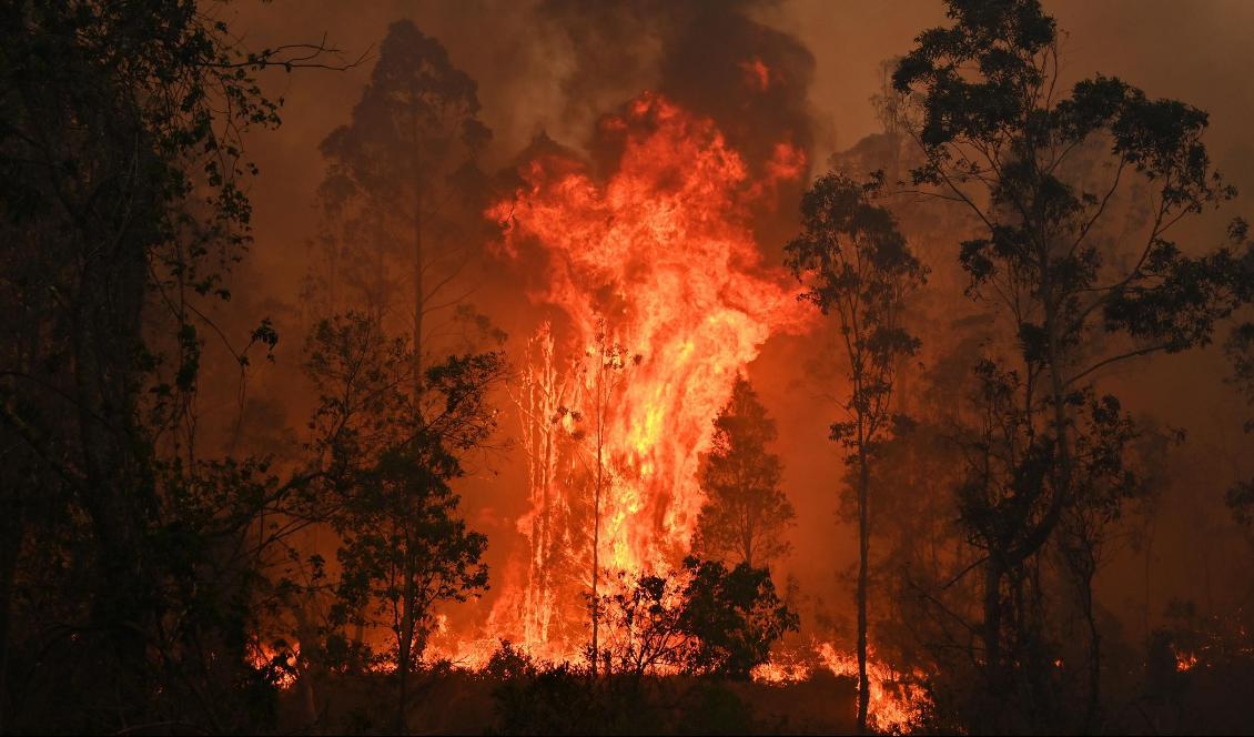 Nästan 200 personer har gripits i Australien misstänkta för att ha brutit mot eldningsförbudet. På bilden syns en brand i Bobin, 350 km norr om Sydney, den 9 november 2019. Foto: Peter Parks/AFP via Getty Images
