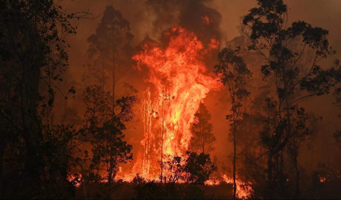 







Nästan 200 personer har gripits i Australien misstänkta för att ha brutit mot eldningsförbudet. På bilden syns en brand i Bobin, 350 km norr om Sydney, den 9 november 2019. Foto: Peter Parks/AFP via Getty Images                                                                                                                                                                                                                                                                                                                                                                                                