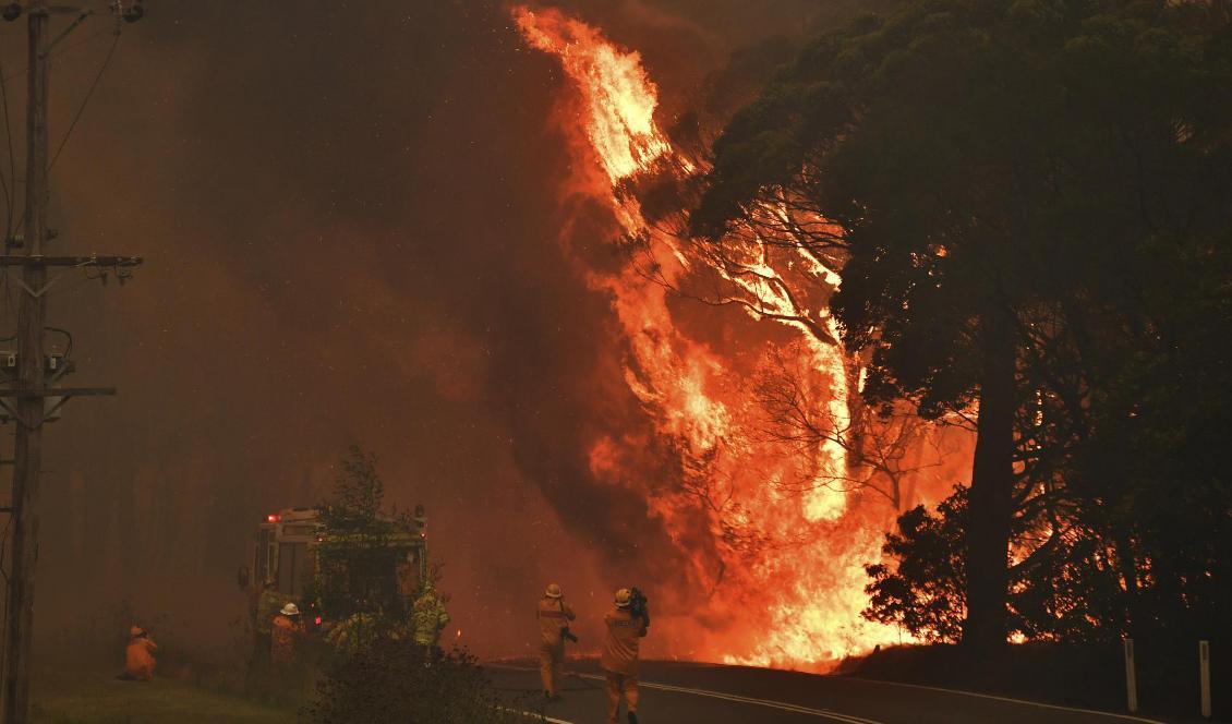 Bild från en brand nära samhället Bilpin, 90 kilometer nordväst om Sydney i New South Wales i Australien. Foto: Mick Tsikas/AAP/AP/TT