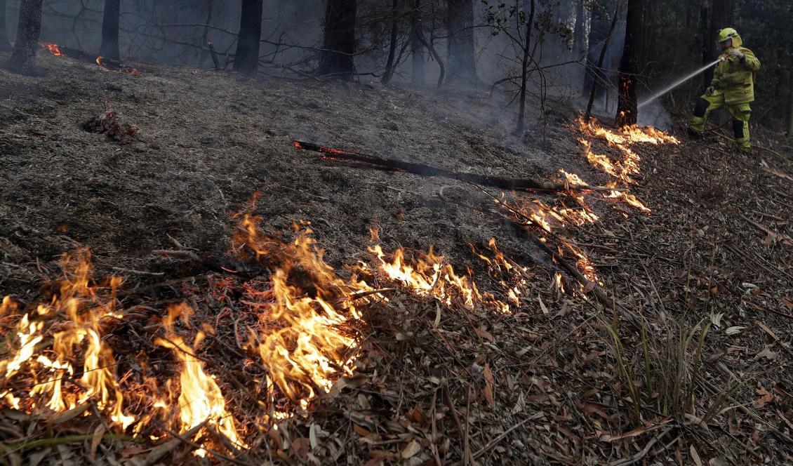 En brandman utanför Falls Creek i delstaten Victoria i Australien kämpar mot en brand. Foto: Rick Rycroft/AP/TT