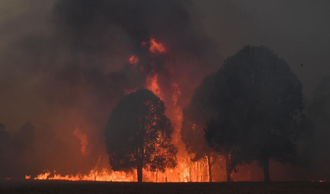 Eld och rök i närheten av staden Nowra i New South Wales. Foto: Saeed Khan/AFP/TT