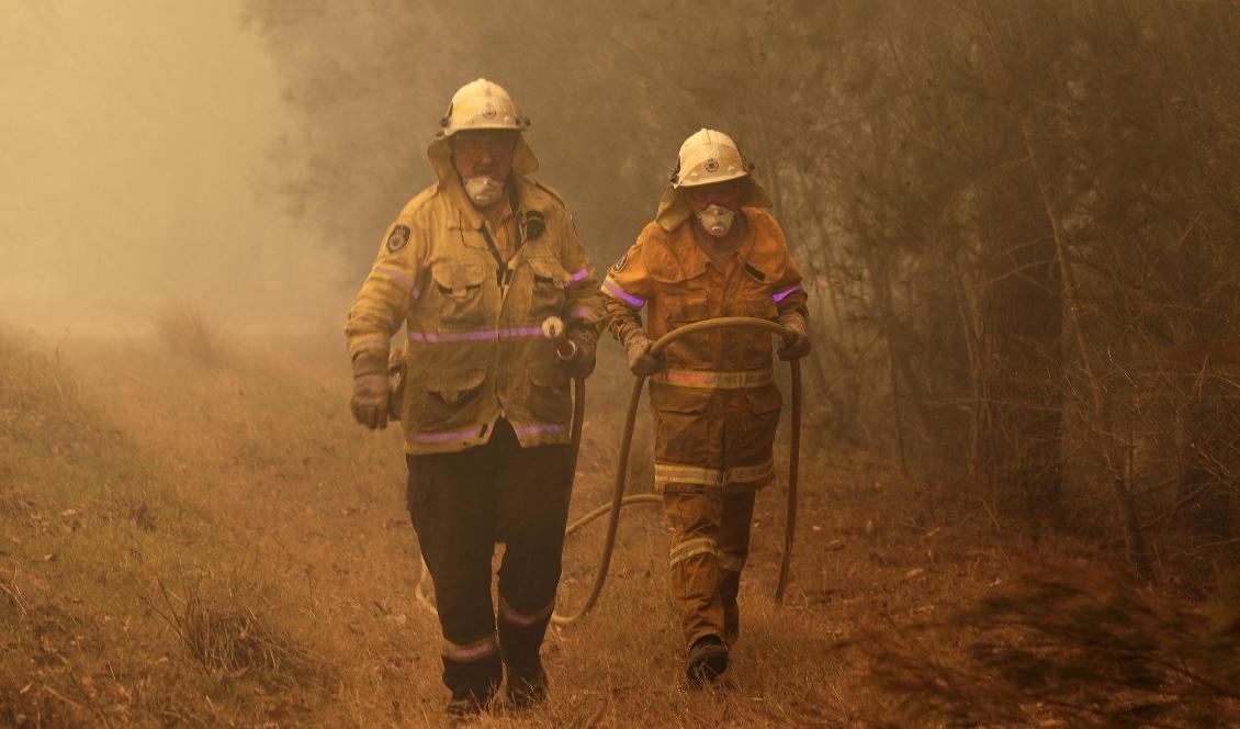 
Brandmän släcker en brand i Moruya i Australien. En värmebölja försvårar släckningsarbetet. Foto: Rick Rycroft                                                