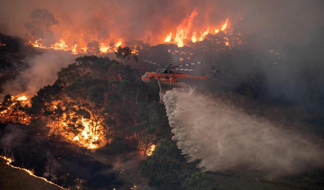 En helikopter vattenbombar bränderna i East Gippsland-området i delstaten Victoria. Foto: DELWP/TT