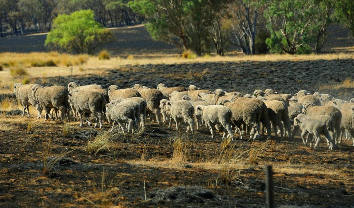 Foto: Greg Wood/Getty Images