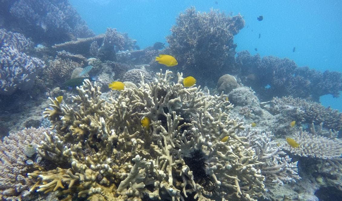 Delar av Stora Barriärrevet tillhör den lilla del av världens havsområden som är skyddade mot exploatering. Foto: Gustav Sjöholm/TT-arkivbild