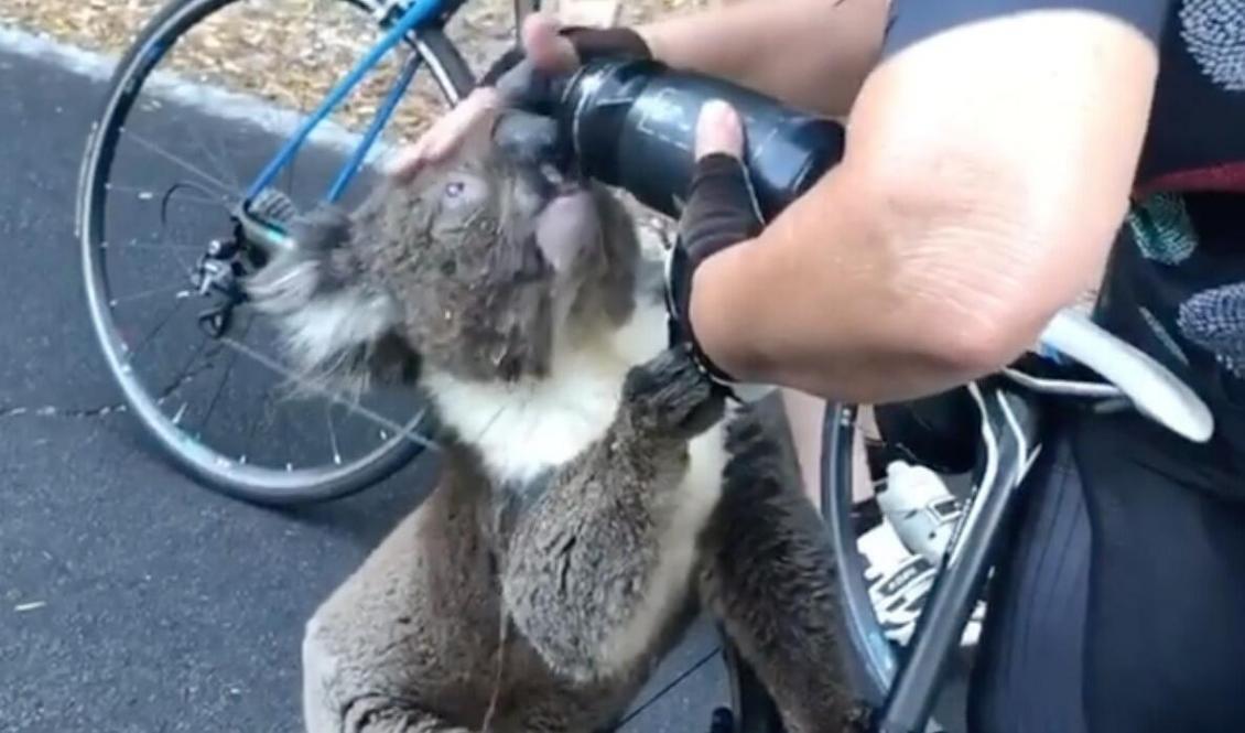 Foto: ©Instagram skärmavbild/bikebug2019