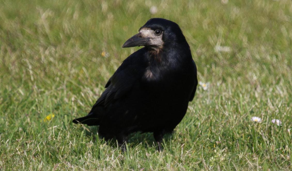 En råka av yngre årgång. Foto: Britt-Marie Seibold/TT-arkivbild