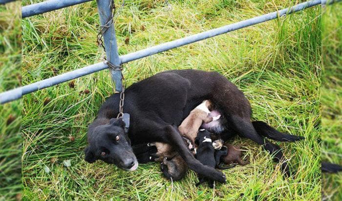 Tiken hittades med sina valpar fastkedjad vid ett staket i Roscommon på Irland. Foto: ISPCA