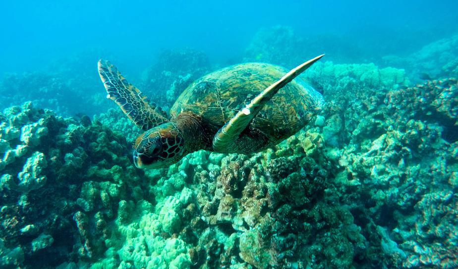 Med människor i karantän får havssköldpaddorna hav och ständer för sig själva. Foto: Brian Skoloff/AP/TT
-arkivbild