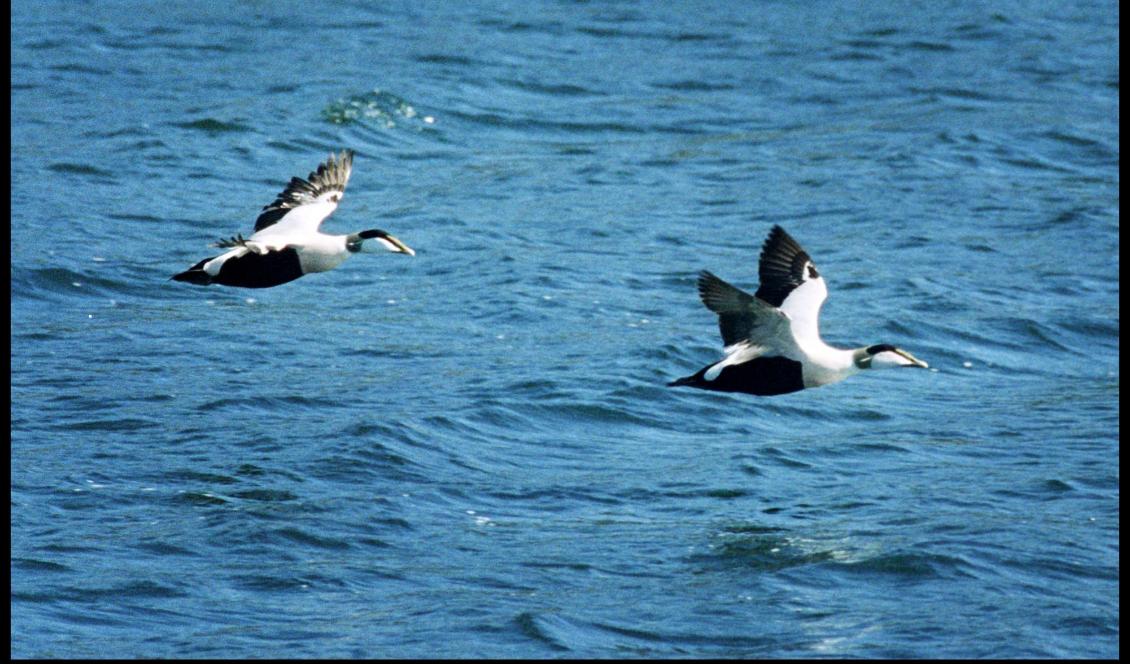 Två ejderhannar. Arten listas numera som starkt hotad. Foto: Jessica Gow/TT-arkivbild