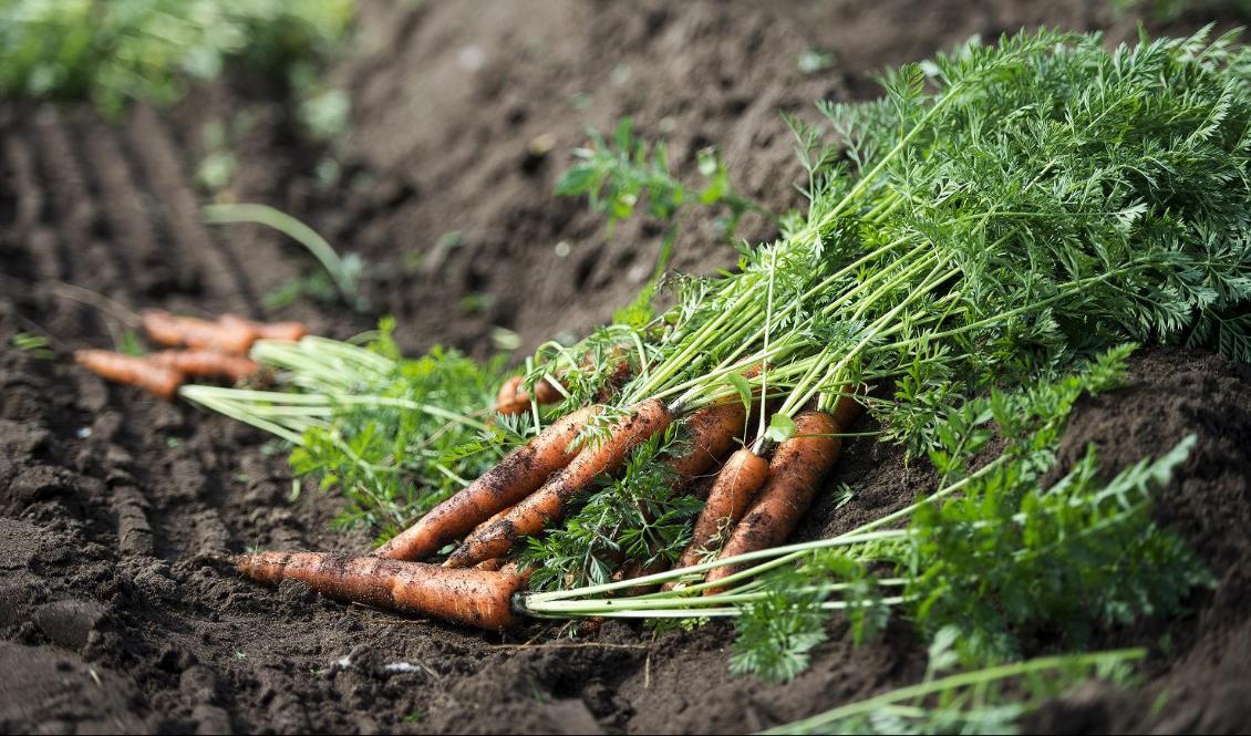 Sverige bedöms i dag vara självförsörjande på tre livsmedel: morötter, socker och spannmål. Foto: Carina Johansen/NTB Scanpix/TT-arkivbild