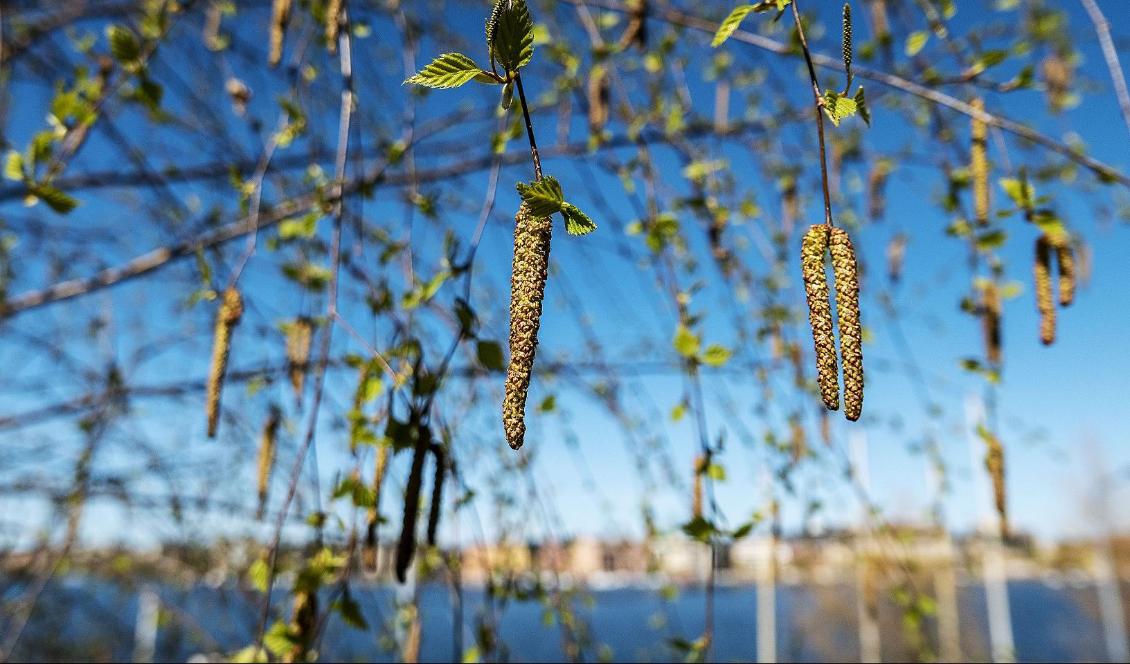 Pollensäsongen är i full gång. Foto: Mats Schagerström/TT-arkivbild
